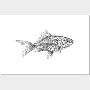 Gold fish scientific nature black ink pen drawing illustration Posters and Art